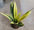 La Rubia Sansevieria